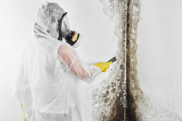 Best Mold Remediation for Healthcare Facilities  in Jones, OK